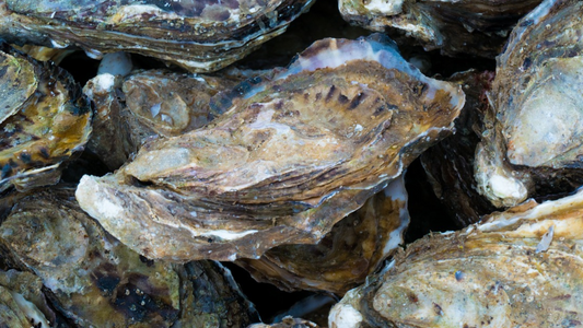 La poudre de coquille d'Huître : Exfoliante, reminéralisante et cicatrisante